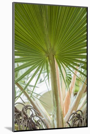 St. Kitts and Nevis, St. Kitts. Molineux, palm tree-Walter Bibikow-Mounted Photographic Print