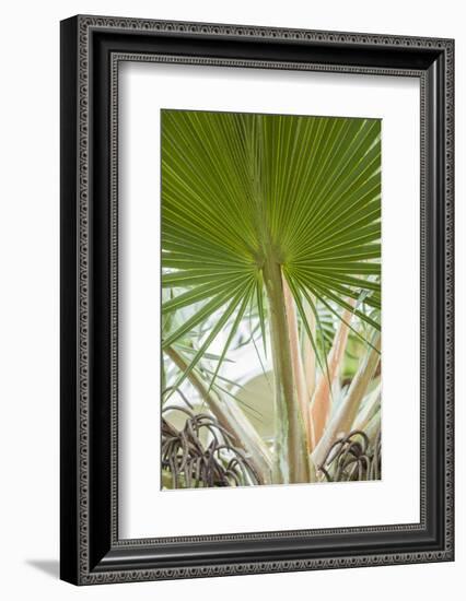 St. Kitts and Nevis, St. Kitts. Molineux, palm tree-Walter Bibikow-Framed Photographic Print