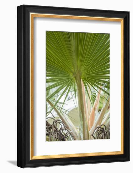 St. Kitts and Nevis, St. Kitts. Molineux, palm tree-Walter Bibikow-Framed Photographic Print