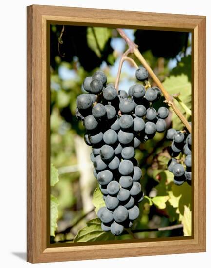 St. Laurent Wine Grapes in Vineyard Near Village of Kostelec, Brnensko, Czech Republic, Europe-Richard Nebesky-Framed Premier Image Canvas