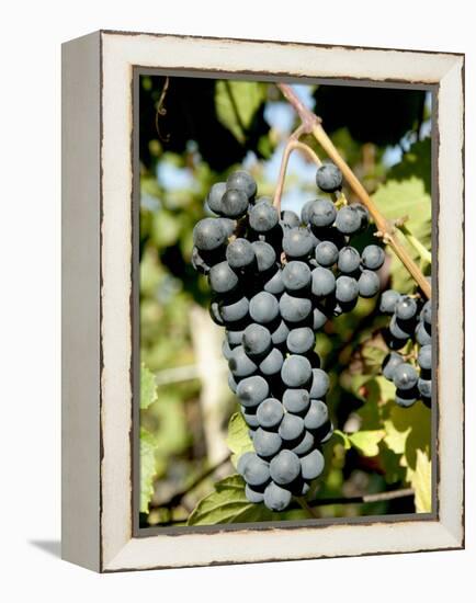 St. Laurent Wine Grapes in Vineyard Near Village of Kostelec, Brnensko, Czech Republic, Europe-Richard Nebesky-Framed Premier Image Canvas