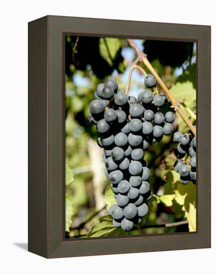 St. Laurent Wine Grapes in Vineyard Near Village of Kostelec, Brnensko, Czech Republic, Europe-Richard Nebesky-Framed Premier Image Canvas