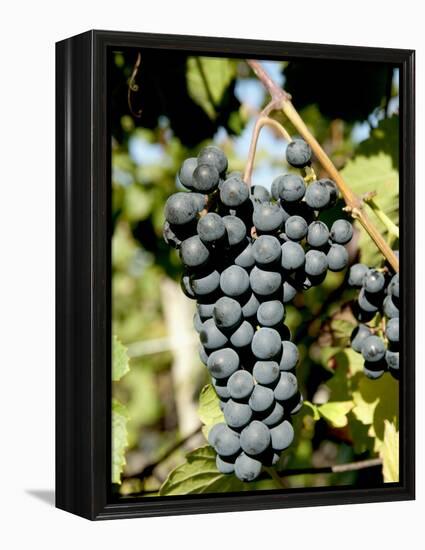 St. Laurent Wine Grapes in Vineyard Near Village of Kostelec, Brnensko, Czech Republic, Europe-Richard Nebesky-Framed Premier Image Canvas