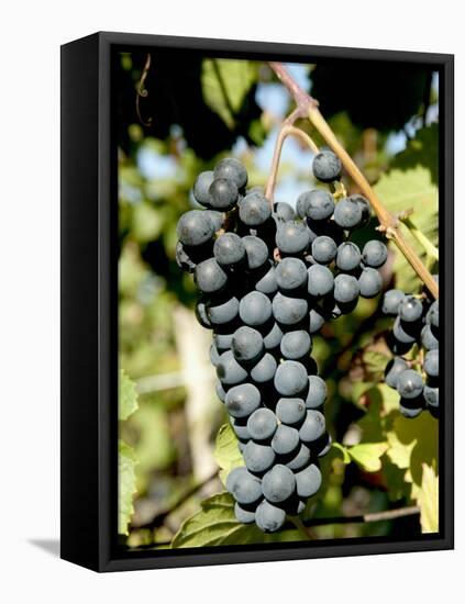 St. Laurent Wine Grapes in Vineyard Near Village of Kostelec, Brnensko, Czech Republic, Europe-Richard Nebesky-Framed Premier Image Canvas