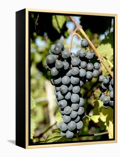 St. Laurent Wine Grapes in Vineyard Near Village of Kostelec, Brnensko, Czech Republic, Europe-Richard Nebesky-Framed Premier Image Canvas