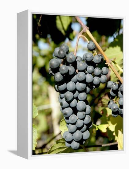 St. Laurent Wine Grapes in Vineyard Near Village of Kostelec, Brnensko, Czech Republic, Europe-Richard Nebesky-Framed Premier Image Canvas