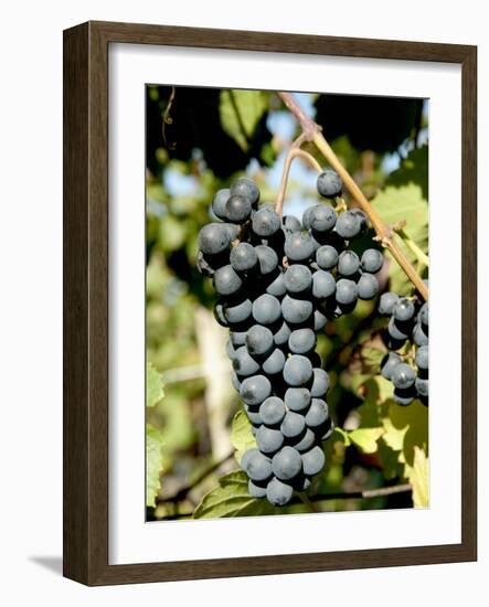 St. Laurent Wine Grapes in Vineyard Near Village of Kostelec, Brnensko, Czech Republic, Europe-Richard Nebesky-Framed Photographic Print