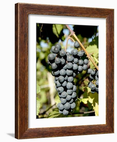 St. Laurent Wine Grapes in Vineyard Near Village of Kostelec, Brnensko, Czech Republic, Europe-Richard Nebesky-Framed Photographic Print