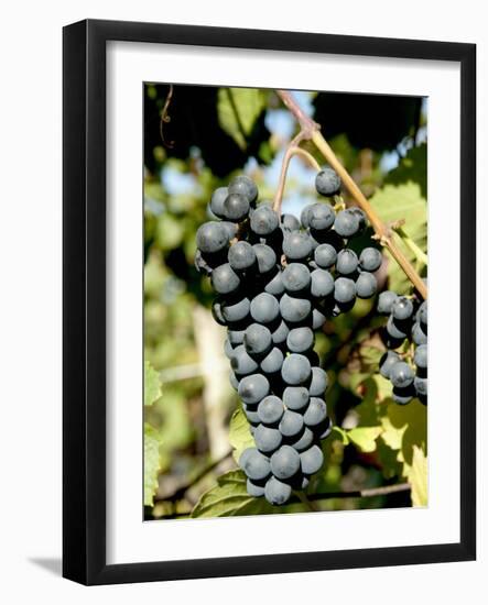 St. Laurent Wine Grapes in Vineyard Near Village of Kostelec, Brnensko, Czech Republic, Europe-Richard Nebesky-Framed Photographic Print