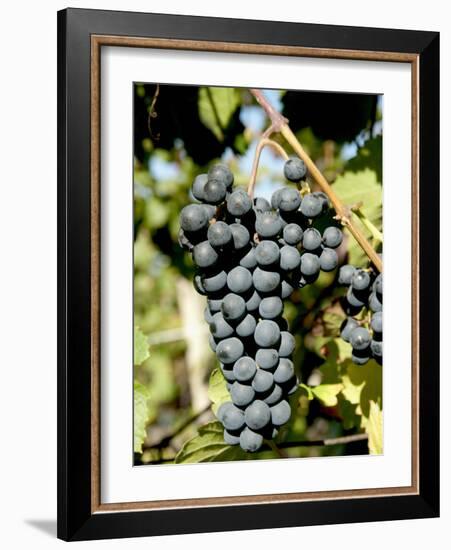 St. Laurent Wine Grapes in Vineyard Near Village of Kostelec, Brnensko, Czech Republic, Europe-Richard Nebesky-Framed Photographic Print