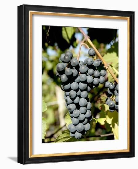 St. Laurent Wine Grapes in Vineyard Near Village of Kostelec, Brnensko, Czech Republic, Europe-Richard Nebesky-Framed Photographic Print