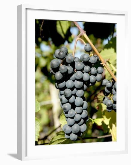 St. Laurent Wine Grapes in Vineyard Near Village of Kostelec, Brnensko, Czech Republic, Europe-Richard Nebesky-Framed Photographic Print