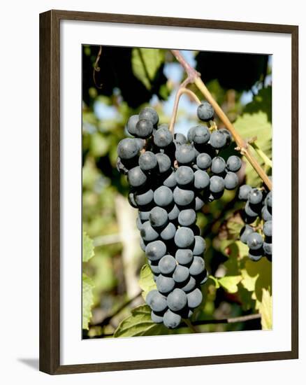 St. Laurent Wine Grapes in Vineyard Near Village of Kostelec, Brnensko, Czech Republic, Europe-Richard Nebesky-Framed Photographic Print