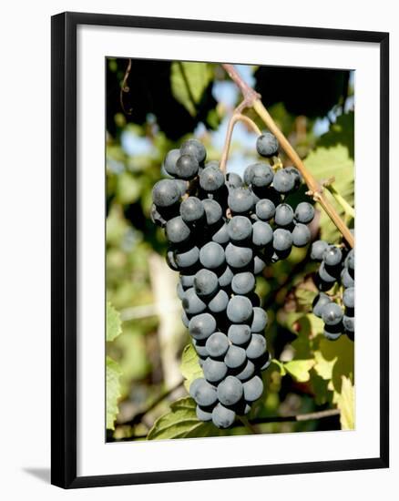 St. Laurent Wine Grapes in Vineyard Near Village of Kostelec, Brnensko, Czech Republic, Europe-Richard Nebesky-Framed Photographic Print