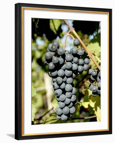 St. Laurent Wine Grapes in Vineyard Near Village of Kostelec, Brnensko, Czech Republic, Europe-Richard Nebesky-Framed Photographic Print