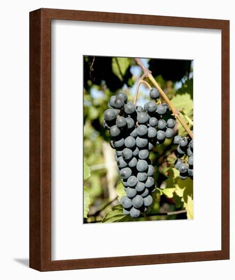 St. Laurent Wine Grapes in Vineyard Near Village of Kostelec, Brnensko, Czech Republic, Europe-Richard Nebesky-Framed Photographic Print