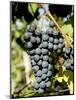 St. Laurent Wine Grapes in Vineyard Near Village of Kostelec, Brnensko, Czech Republic, Europe-Richard Nebesky-Mounted Photographic Print