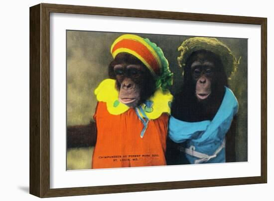 St. Louis, Missouri - Forest Park Zoo Chimpanzees in Costume-Lantern Press-Framed Premium Giclee Print