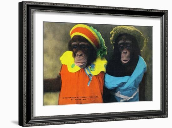 St. Louis, Missouri - Forest Park Zoo Chimpanzees in Costume-Lantern Press-Framed Premium Giclee Print