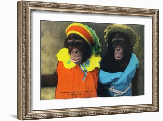 St. Louis, Missouri - Forest Park Zoo Chimpanzees in Costume-Lantern Press-Framed Art Print