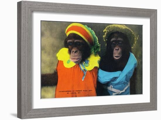 St. Louis, Missouri - Forest Park Zoo Chimpanzees in Costume-Lantern Press-Framed Art Print