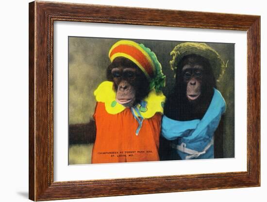 St. Louis, Missouri - Forest Park Zoo Chimpanzees in Costume-Lantern Press-Framed Art Print