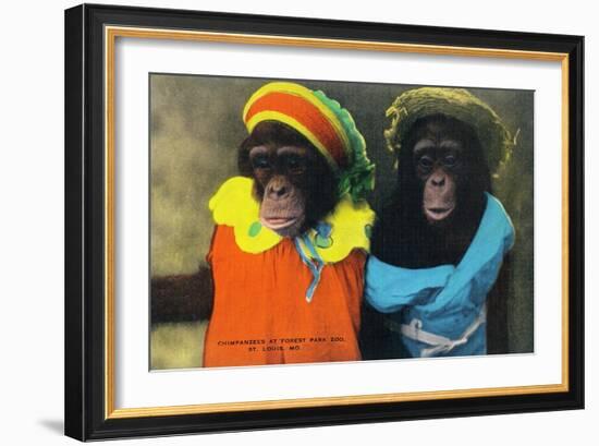 St. Louis, Missouri - Forest Park Zoo Chimpanzees in Costume-Lantern Press-Framed Art Print