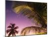 St Lucia, Sunset Through Palms on the Island of St Lucia, Caribbean-Paul Harris-Mounted Photographic Print