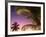 St Lucia, Sunset Through Palms on the Island of St Lucia, Caribbean-Paul Harris-Framed Photographic Print