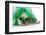 St Patricks Day Dog-Willee Cole-Framed Photographic Print