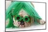 St Patricks Day Dog-Willee Cole-Mounted Photographic Print