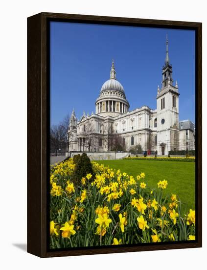 St. Paul's Cathedral with Daffodils, London, England, United Kingdom, Europe-Stuart Black-Framed Premier Image Canvas