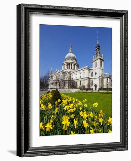 St. Paul's Cathedral with Daffodils, London, England, United Kingdom, Europe-Stuart Black-Framed Photographic Print