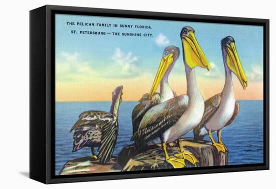 St. Petersburg, Florida, View of a Pelican Family in Sunny Florida-Lantern Press-Framed Stretched Canvas