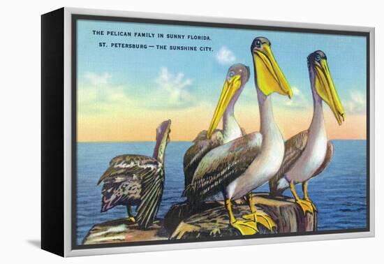 St. Petersburg, Florida, View of a Pelican Family in Sunny Florida-Lantern Press-Framed Stretched Canvas