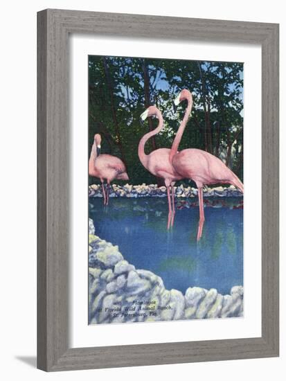 St. Petersburg, Florida, View of Pink Flamingos at Florida Wild Animal Ranch-Lantern Press-Framed Art Print