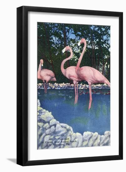 St. Petersburg, Florida, View of Pink Flamingos at Florida Wild Animal Ranch-Lantern Press-Framed Art Print