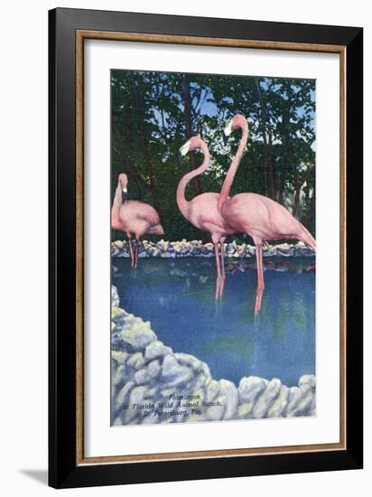 St. Petersburg, Florida, View of Pink Flamingos at Florida Wild Animal Ranch-Lantern Press-Framed Art Print