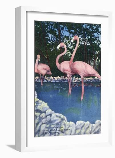 St. Petersburg, Florida, View of Pink Flamingos at Florida Wild Animal Ranch-Lantern Press-Framed Art Print