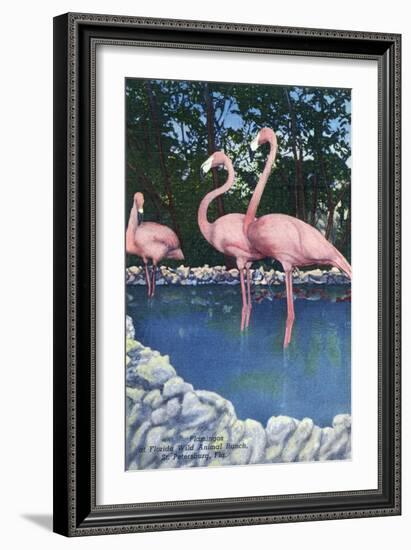 St. Petersburg, Florida, View of Pink Flamingos at Florida Wild Animal Ranch-Lantern Press-Framed Art Print