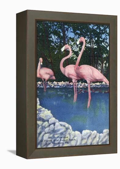 St. Petersburg, Florida, View of Pink Flamingos at Florida Wild Animal Ranch-Lantern Press-Framed Stretched Canvas