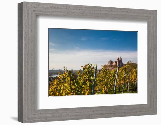 St. Stephansmunster cathedral from vineyard, Breisach, Black Forest, Baden-Wurttemberg, Germany-null-Framed Photographic Print