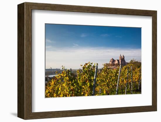 St. Stephansmunster cathedral from vineyard, Breisach, Black Forest, Baden-Wurttemberg, Germany-null-Framed Photographic Print