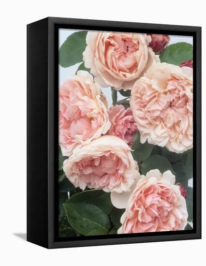 St. Swithan Roses-Clay Perry-Framed Premier Image Canvas