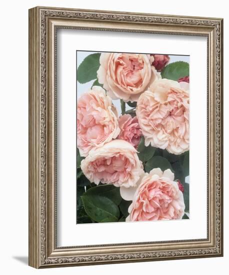 St. Swithan Roses-Clay Perry-Framed Photographic Print