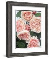 St. Swithan Roses-Clay Perry-Framed Photographic Print