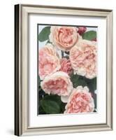 St. Swithan Roses-Clay Perry-Framed Photographic Print