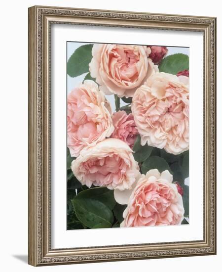 St. Swithan Roses-Clay Perry-Framed Photographic Print