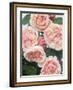 St. Swithan Roses-Clay Perry-Framed Photographic Print