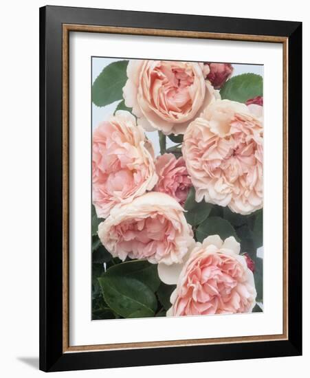 St. Swithan Roses-Clay Perry-Framed Photographic Print